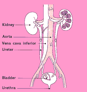 Anatomy of the urinary system
